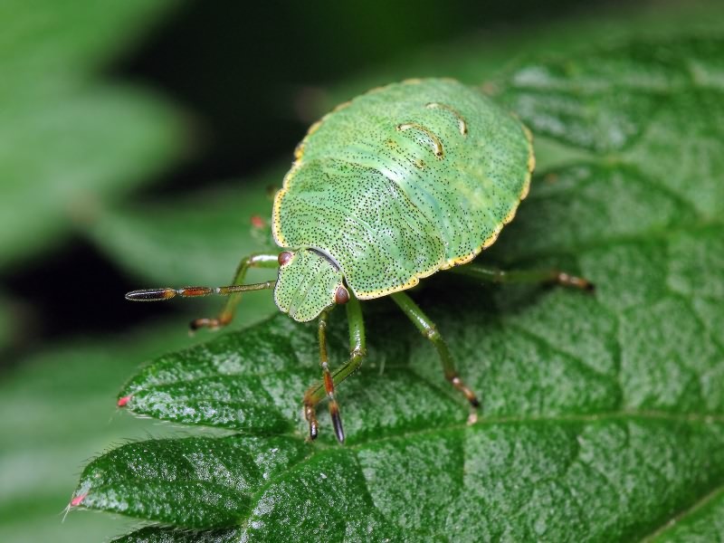 Palomena prasina (Linnaeus, 1761)
